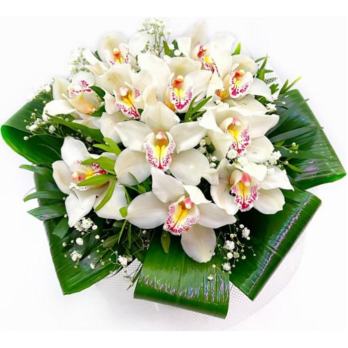 Orquídea Blanca